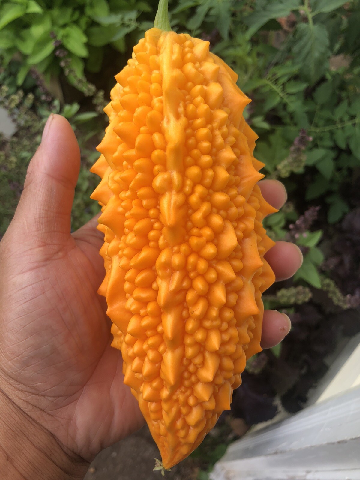 Bitter Melon, Gold Bell , Sweet Bitter Gourd (50 Seeds)