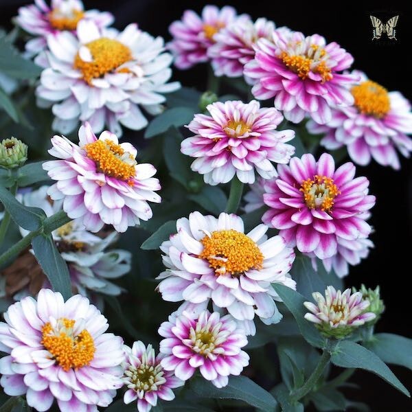 100+ Zahara Double Raspberry Ripple Zinnia Seeds for Garden – FREE SHIPPING!