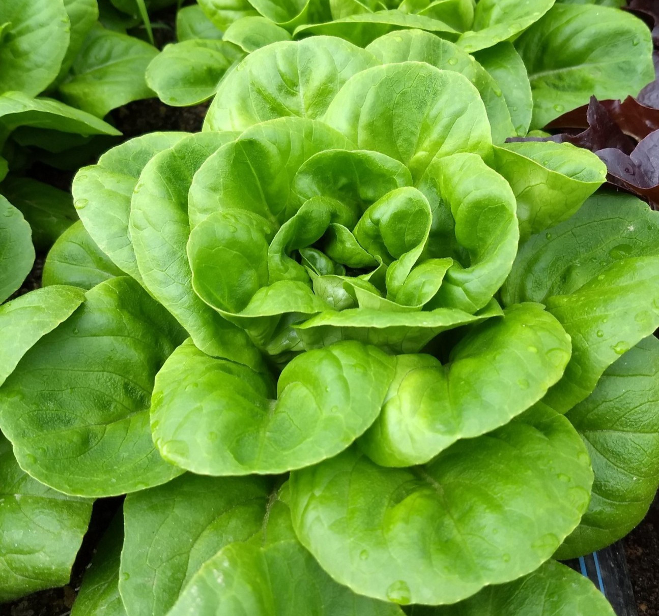 1g- Lettuce Seeds 900+ – Fresh Harvest of Premium- Buttercrunch Butterhead- B 16