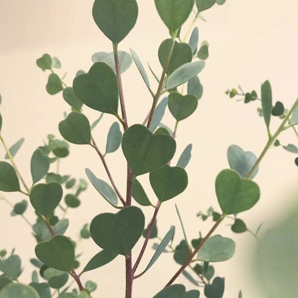 Heart Eucalyptus Tree Seeds for Planting (15 Seeds) – Webster’s Mallee, Eucalypt
