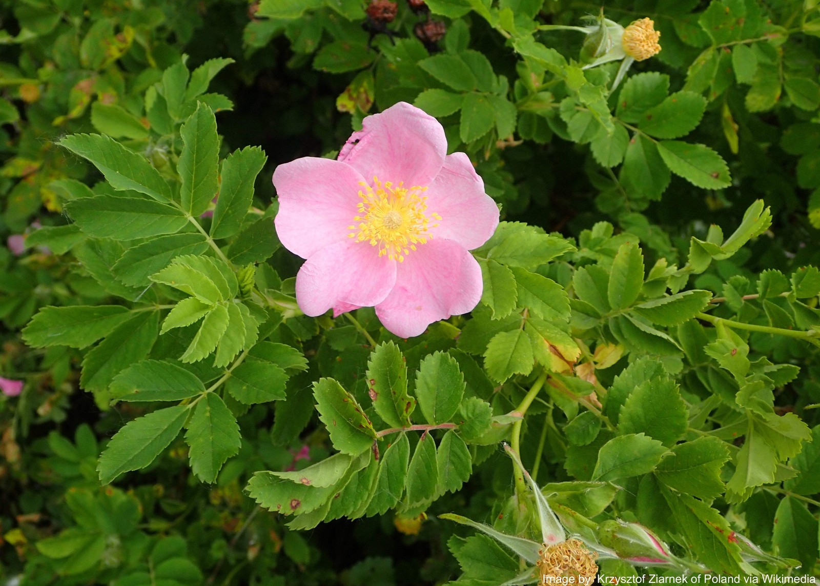 Rose, Wild Prairie (Rosa arkansana)