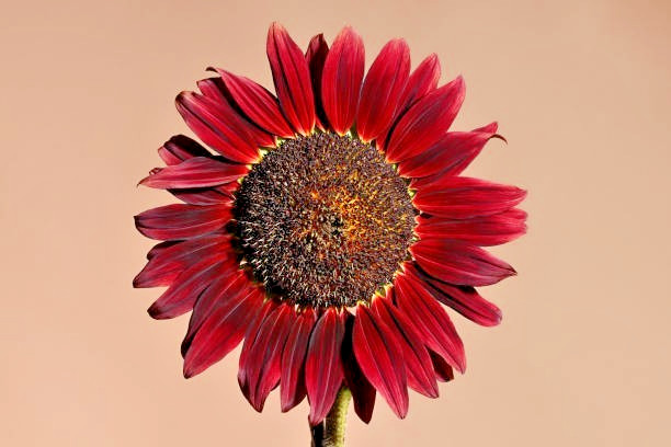 50 CHOCOLATE CHERRY SUNFLOWER SEEDS| SALE FREE SHIPPING HEIRLOOM NON GMO