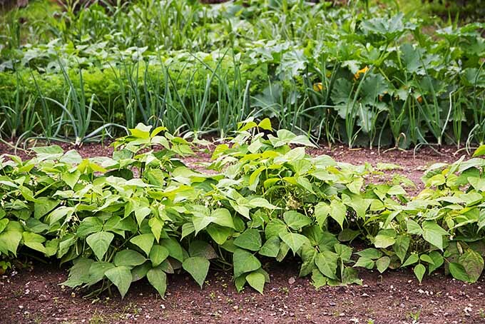 Garden Bean Seeds