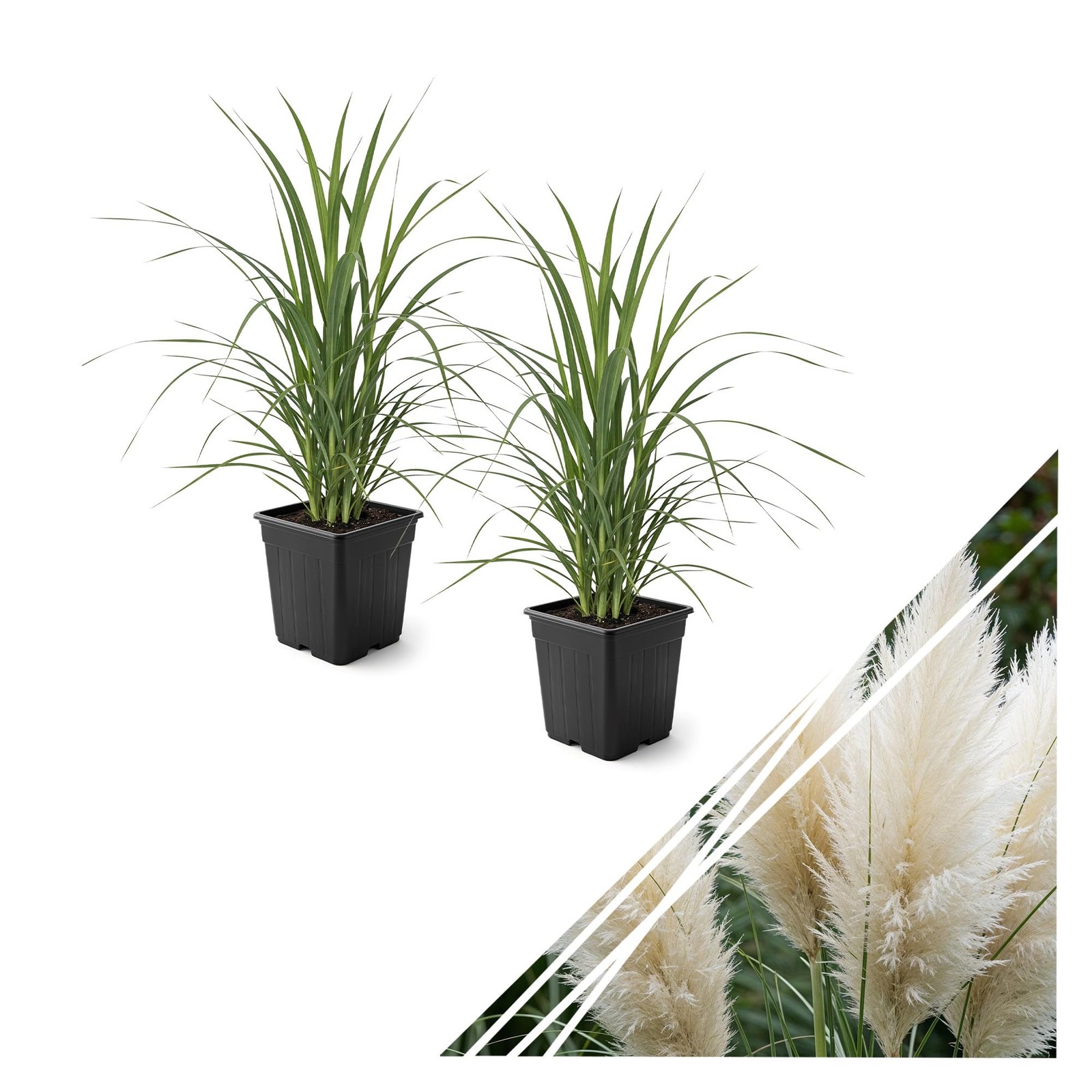 White Pampas Grass 2 Pack 10 Tall Perennial Accent Plant in 1.5 Qt Pot
