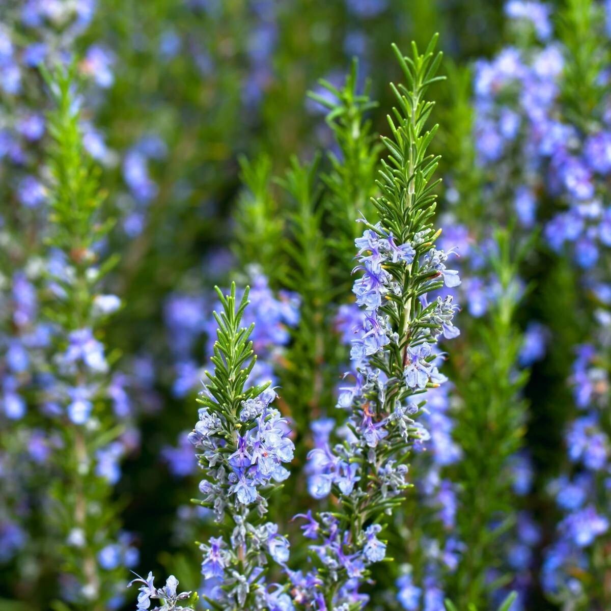 100+ Rosemary Seeds Heirloom Non-GMO Free Shipping Herb Seeds #25