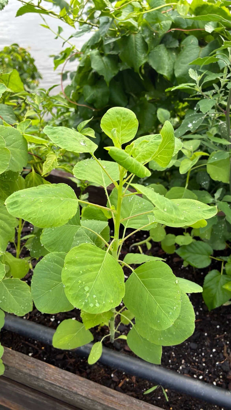 🔥 Papalo 1000+ Semillas 🌿 (Porophyllum ruderale)