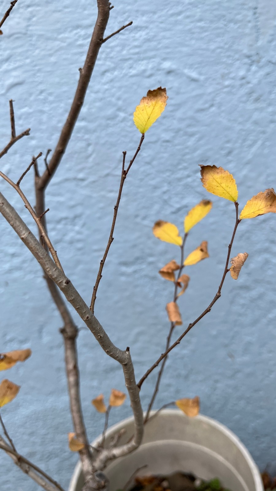 Exact plant Elm tree #3 for bonsai 5-6 year old sent bareroot dormant