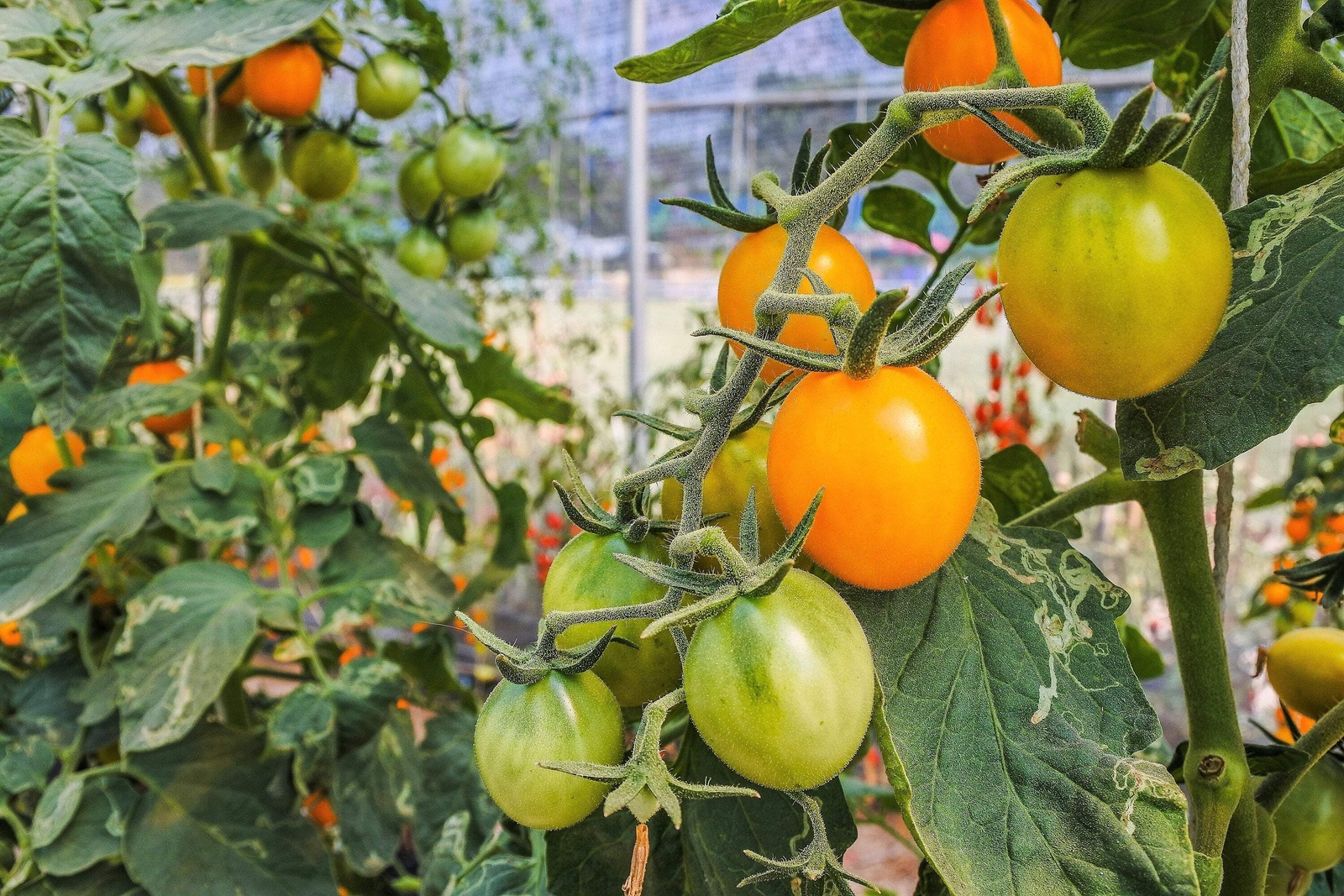 100 ORANGE CHERRY TOMATO Heirloom Solanum Lycopersicum Indeterminate Seeds