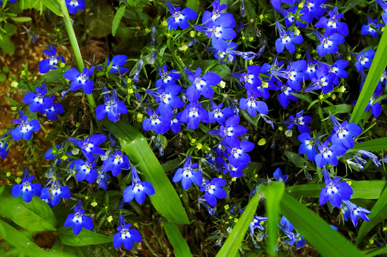 200 BLUE & WHITE HALF MOON LOBELIA Erinus Flower Seeds *Comb S/H