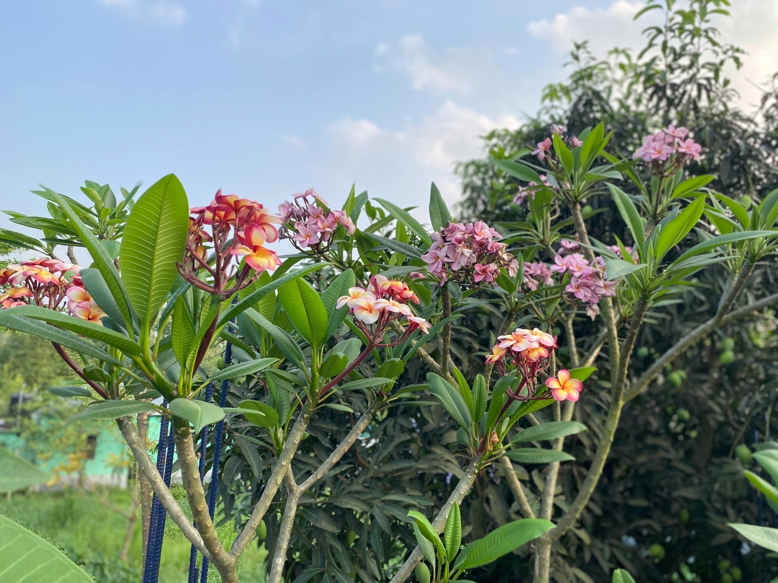 Marshmallow Dream (Nui) Plumeria (5 Seeds)