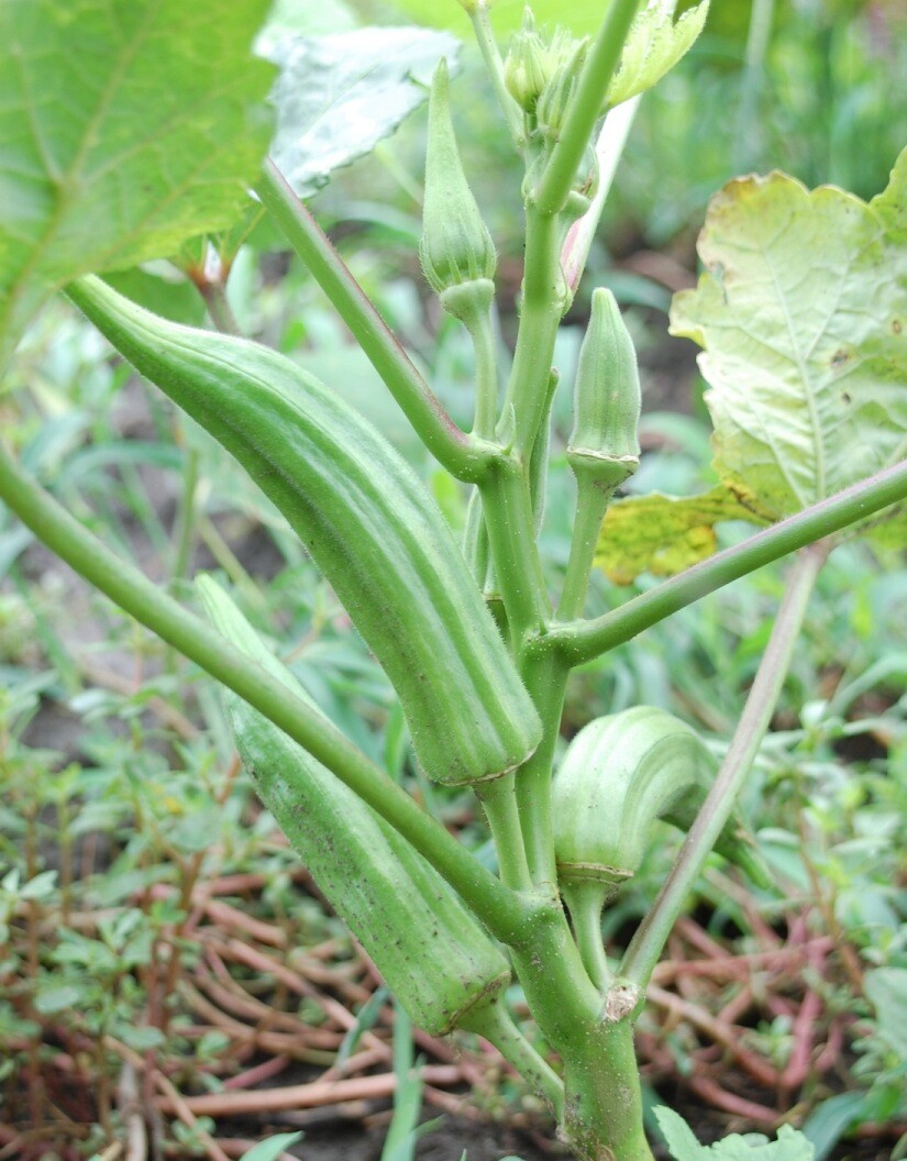 40+PERKINS DWARF OKRA Seeds Compact 4′ Plant Full Size 8″ Pods Garden Container