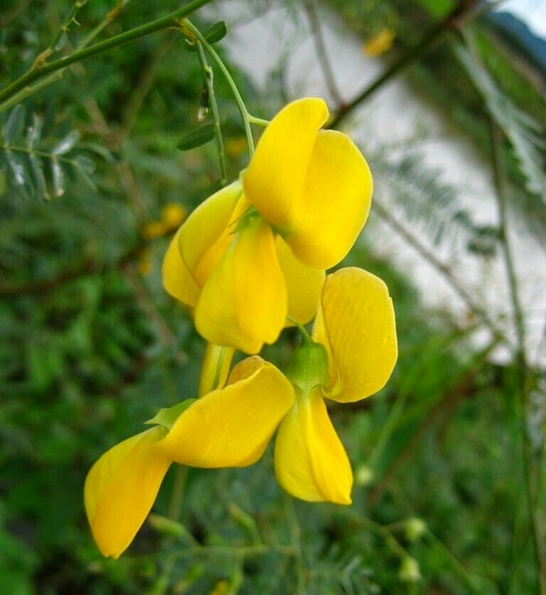 (30+ PCS) SESBANIA SESBAN SEEDS (YELLOW) , HẠT BÔNG ĐIÊN ĐIỂN