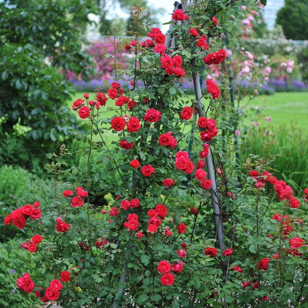 100 Red Rose Seeds Mixed Colors Rare Climbing Rose Flower Exotic Garden Plant