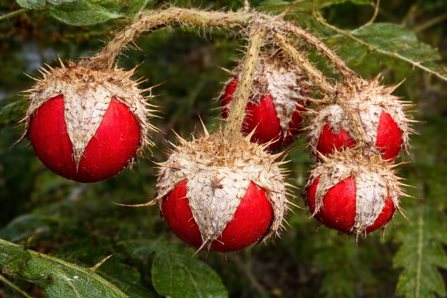 10 Rare Litchi Tomato Seeds-Heirloom-Solanum sisymbriifolium Free Shipping USA