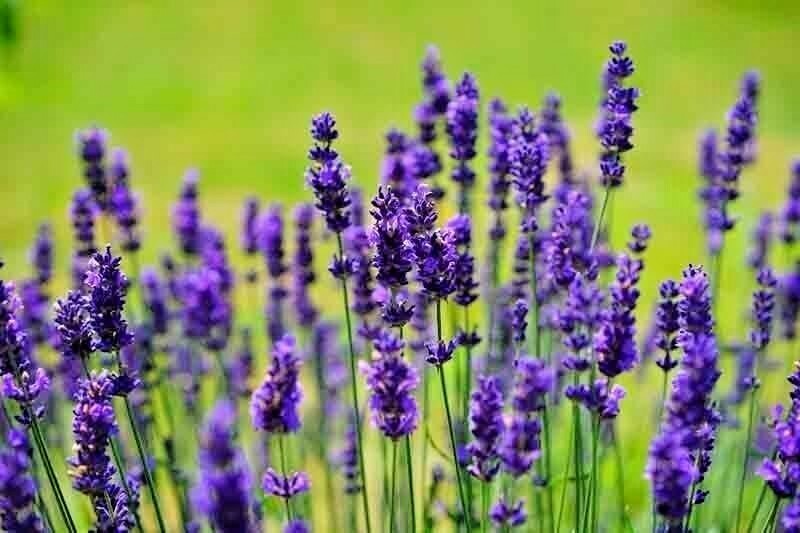 1200+ ENGLISH LAVENDER SEEDS SPRING PERENNIAL HERB MOSQUITO INSECT REPELLENT USA