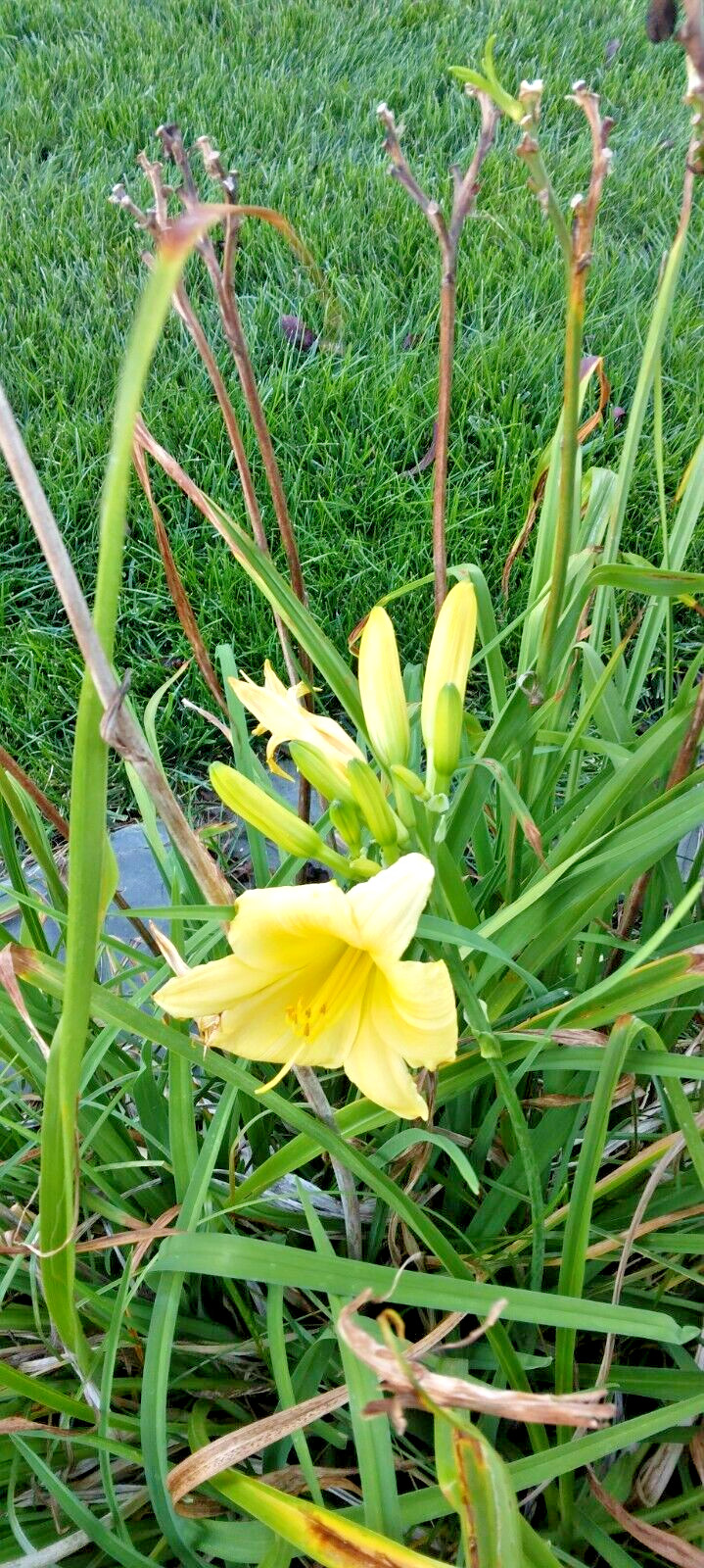 15 UNKNOWN LIGHT YELLOW DAYLILY SEEDS