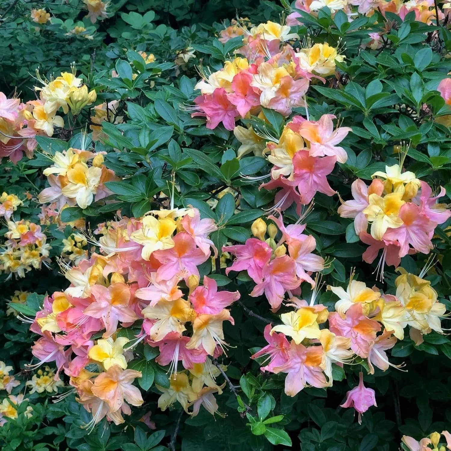 100+ Azalea Flower Seed for Planting Ornamental Flowering Plant Attract Butterfl