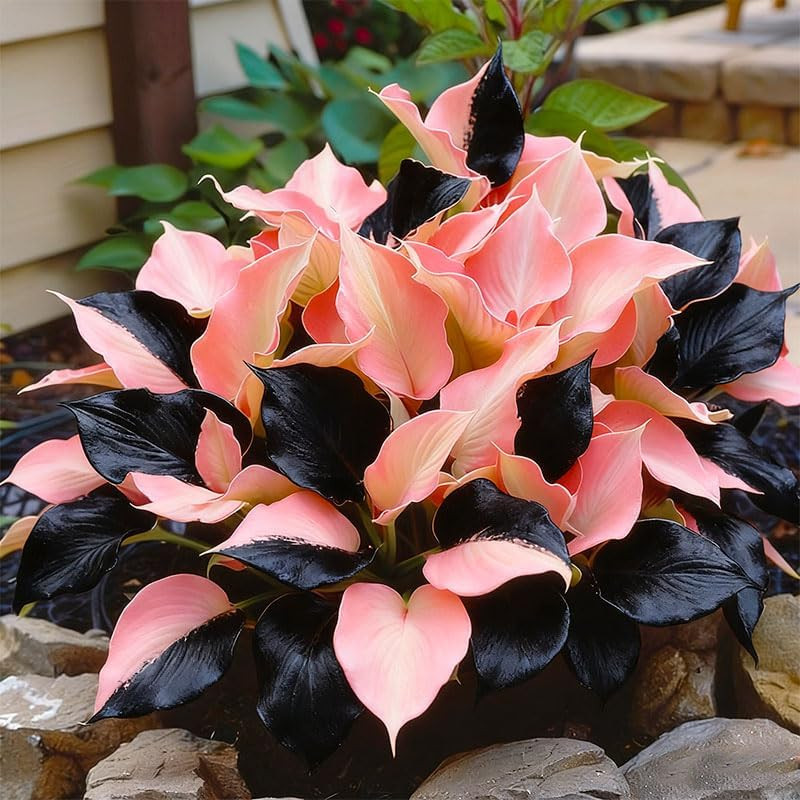 220+ Mixed Hosta Seeds for Planting – Perennial Garden Decoration Low Maintenanc