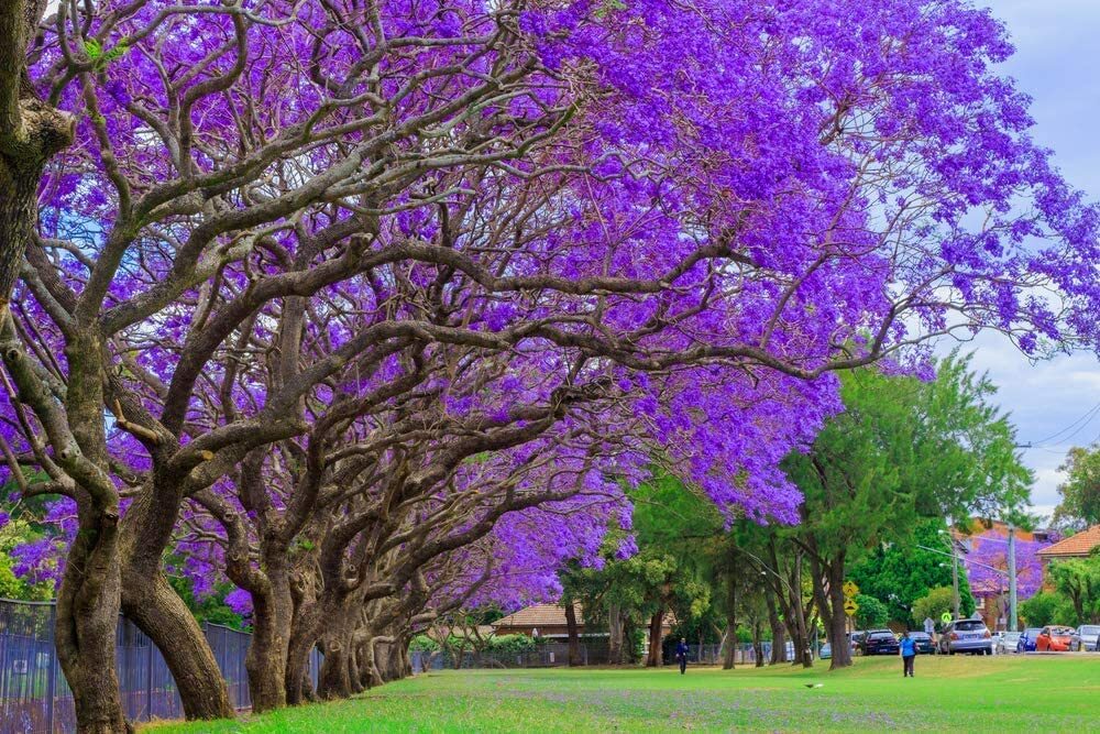 100 Blue Jacaranda Tree Seeds Stunning Flowering Made in USA Ships from Iowa