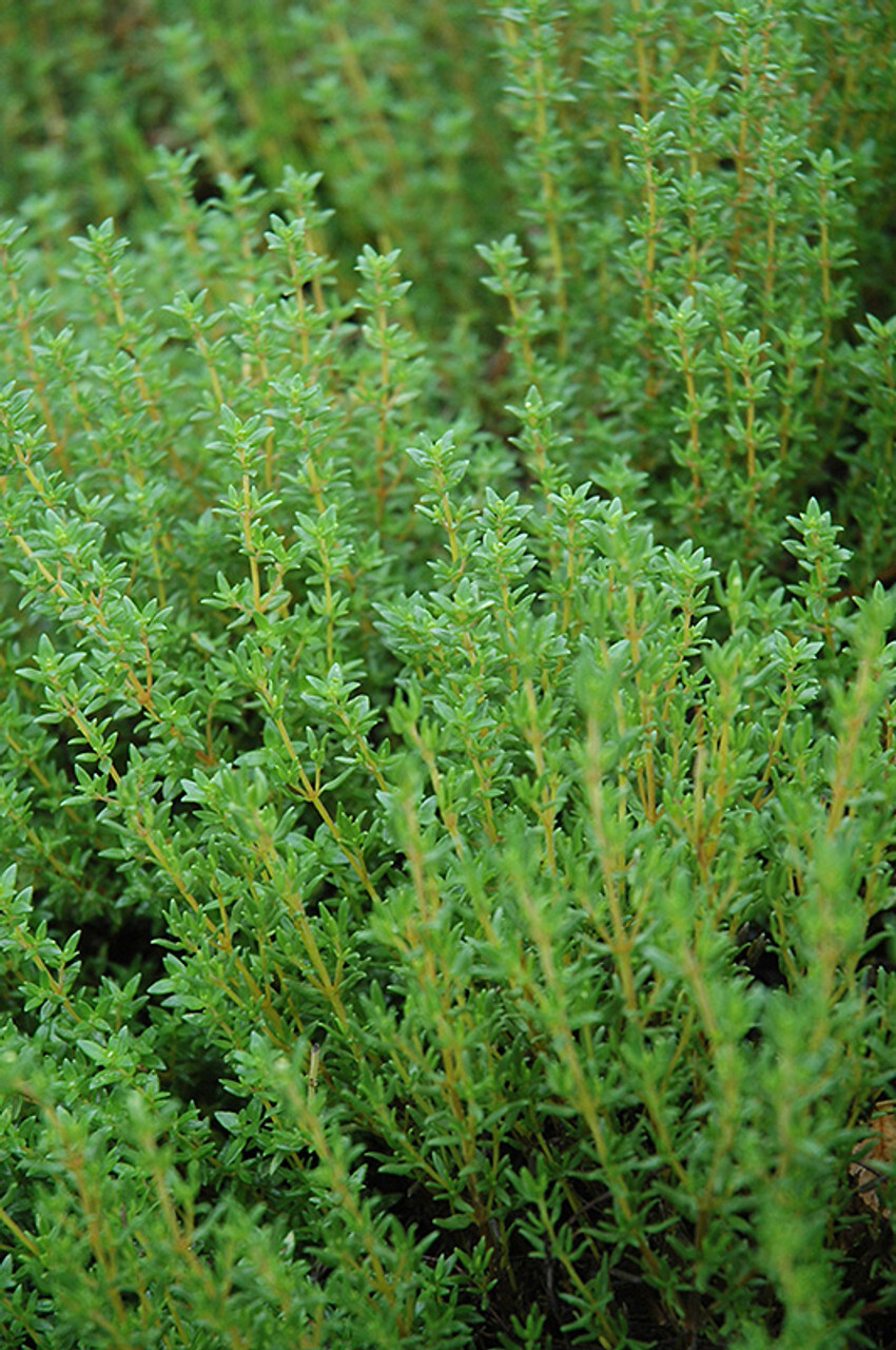 3500+ THYME – COMMON TYPE – NON – GMO FRESH FRESH HARVEST FOR 2024 GARDENS