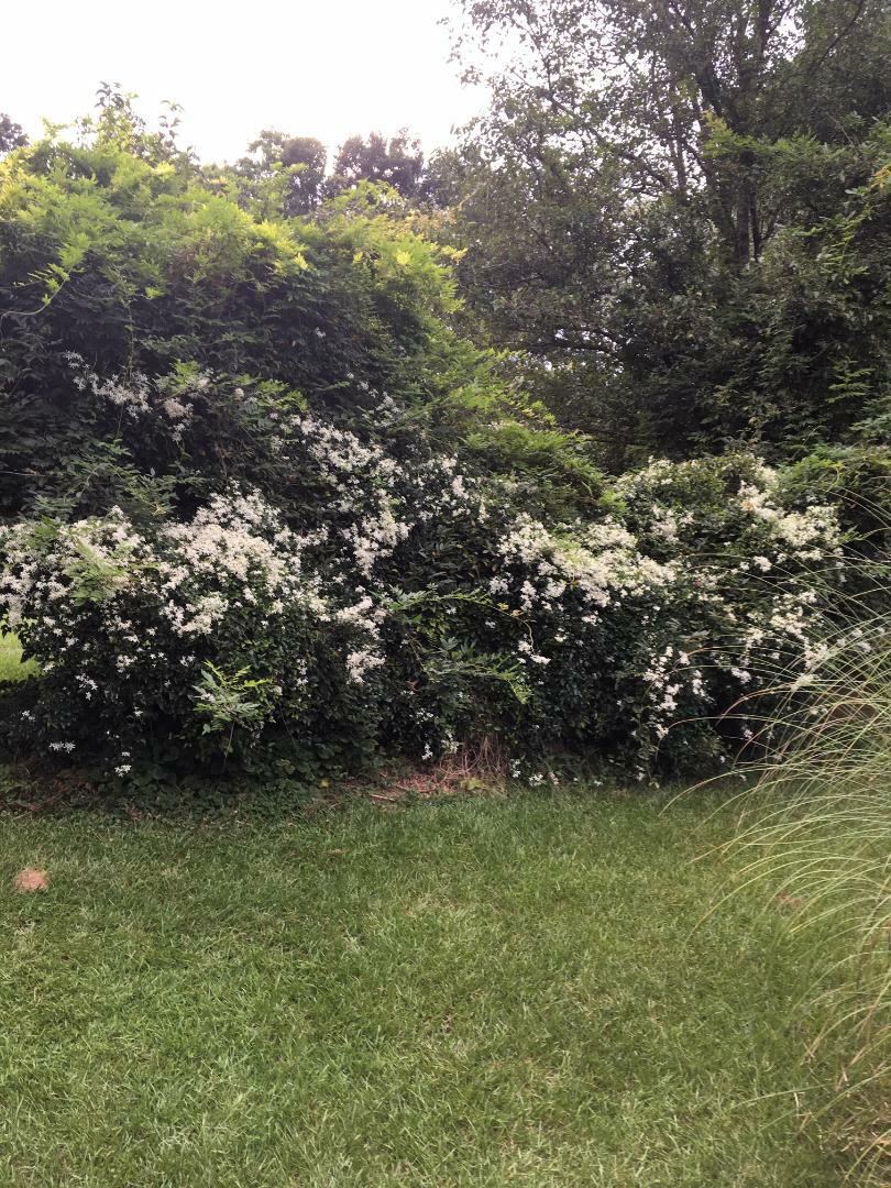 White Star Sweet Smelling Carolina Jasmine Vine Over 100 + Seeds USA Seller