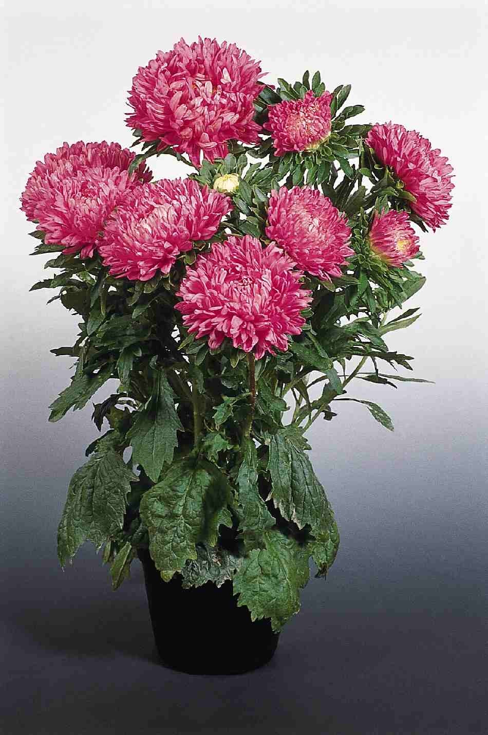50 Seeds ASTER MILADY MIX Callistephus Dwarf, 10” tall, 3” flowers, fresh