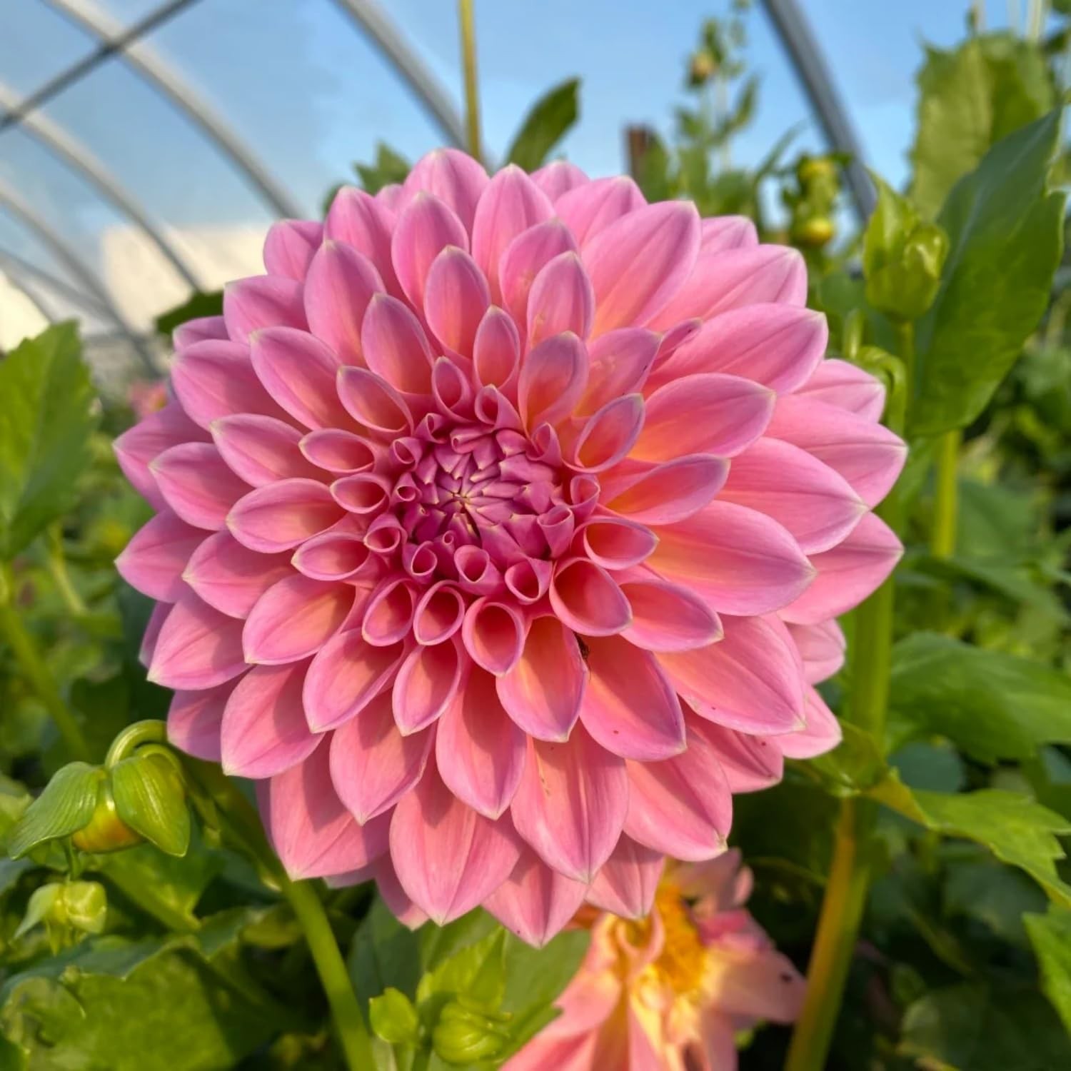 350pcs Mixed Dahlia Flower Seeds for Planting- Non-GMO Heirloom, Multi-Color Pom