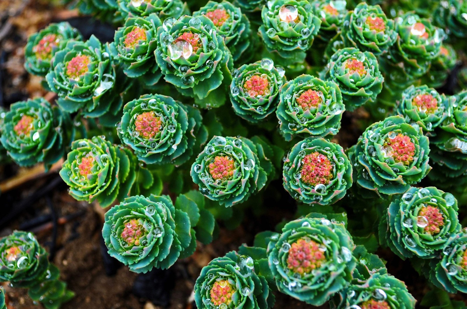 25 ROSEROOT STONECROP Golden Rose Root Sedum Rhodiola Rosea Yellow Flower Seeds