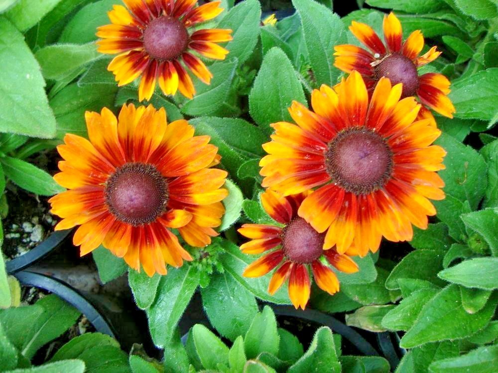 2000+GLORIOSA DAISY Seeds Native Wildflower Deer Proof Flower Garden Container