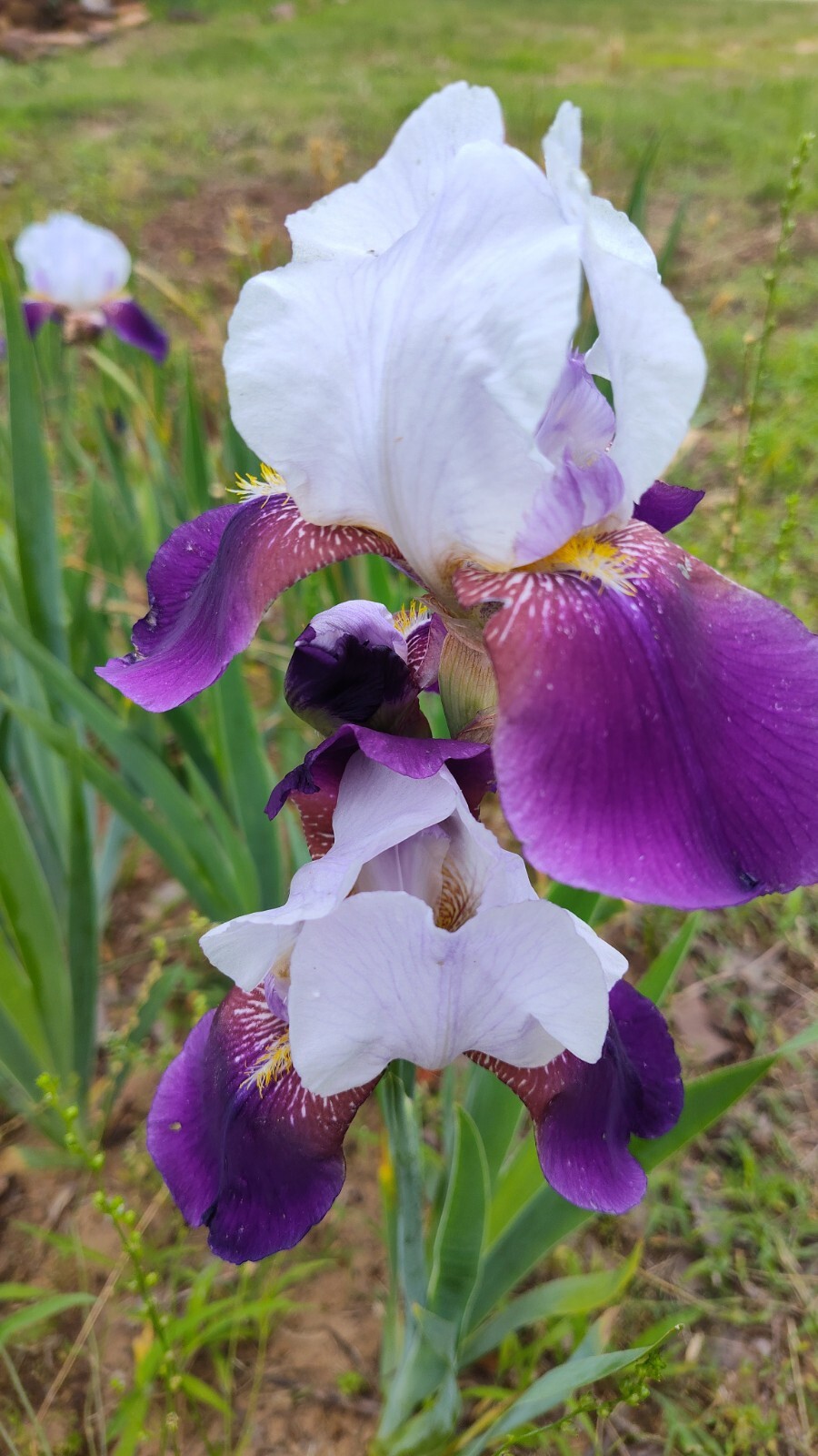 6x MIXED VARIETIES/COLORS BEARDED IRIS Bulbs/Rhizomes FRESH~FREE SHIPPING~