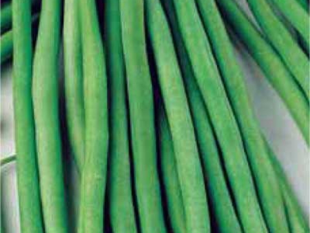 Green Bean Seed: Top Crop Green Bean Seeds Fresh Seed FREE Shipping