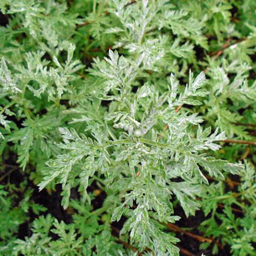 Artemisia frigida | Fringed Sagewort | Pasture or Prairie Sage | 20 Tiny Seeds