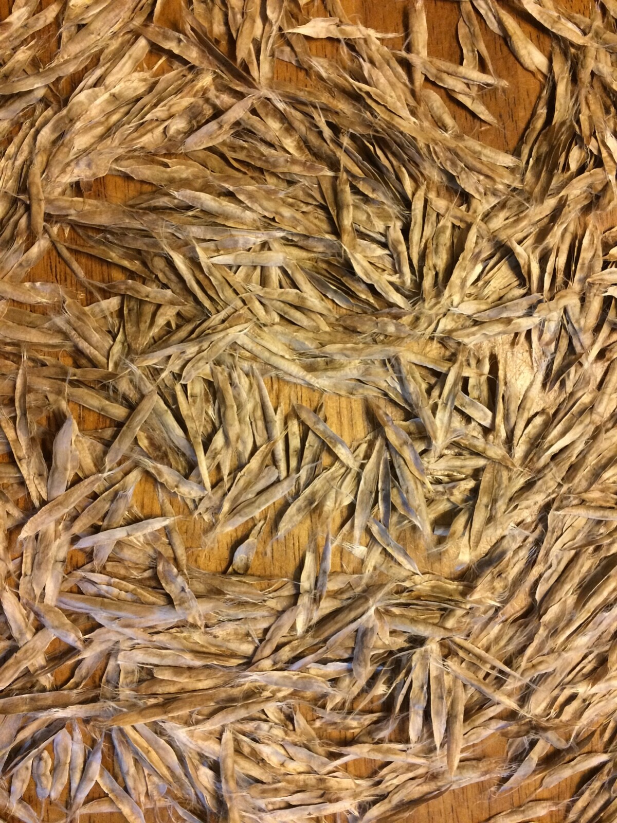 Catalpa, Southern Catalpa Tree Seeds, (For Raising Catalpa Worms) Catfish Candy