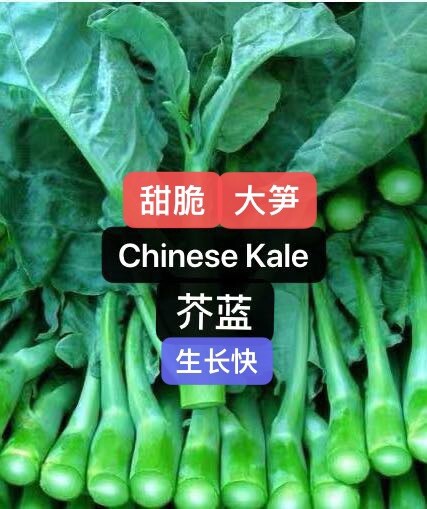300+Chinese Kale Kailaan Chinese Broccoli GaiLan Seeds 300多粒芥蓝芥兰种子 2024年产新种子
