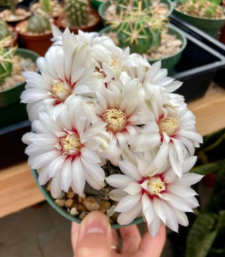 Seed- Gymnocalycium quehlianum v. curvispinum 25-500 seeds (2025)