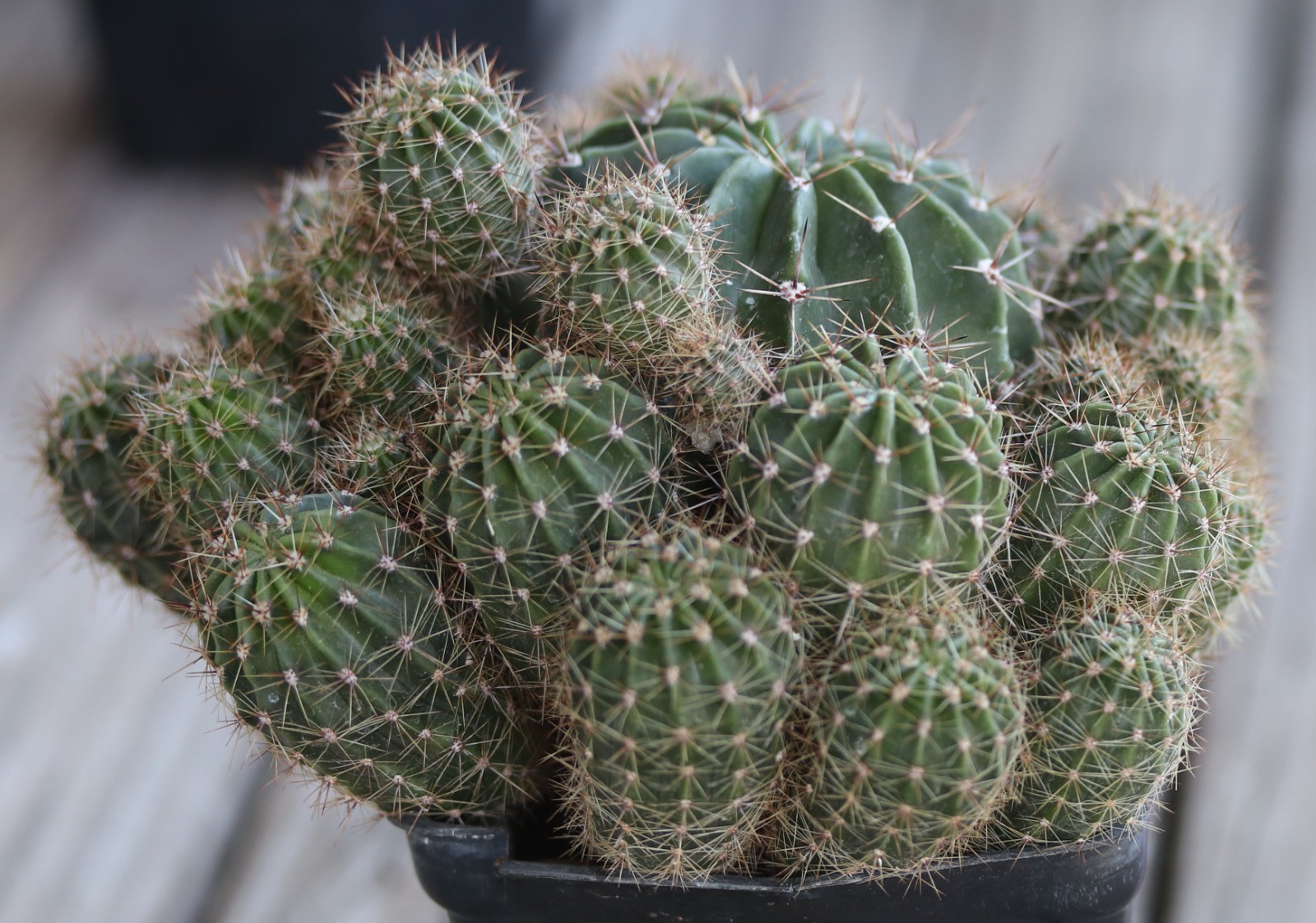 Echinopsis oxygona