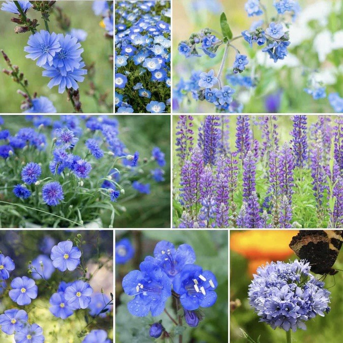 250 Singin’ The Blues Seeds – Exclusive Blue Wildflower Seed Mix-