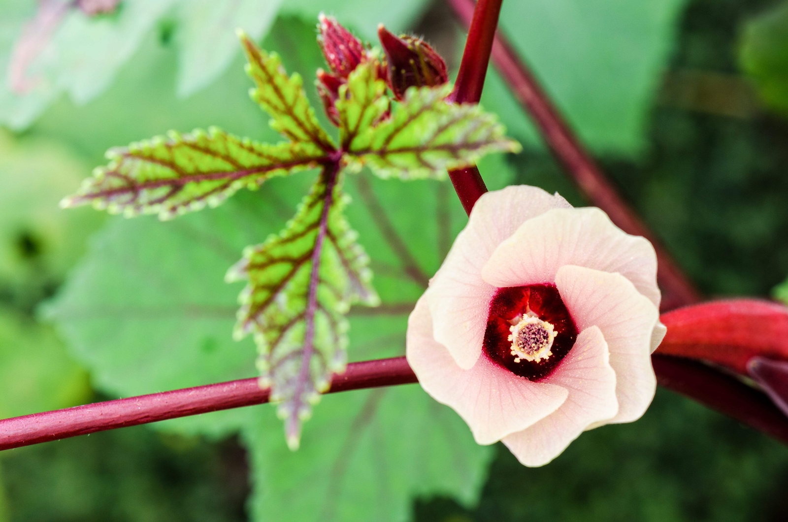 50 ROSELLE HIBISCUS Sabdariffa Rosella Fruit Flower Seeds *Flat S/H