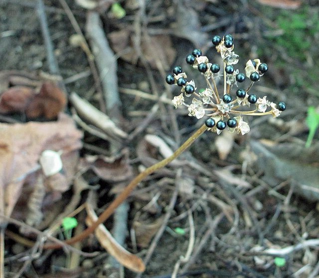 Allium tricoccum | Ramps | 20 Seeds