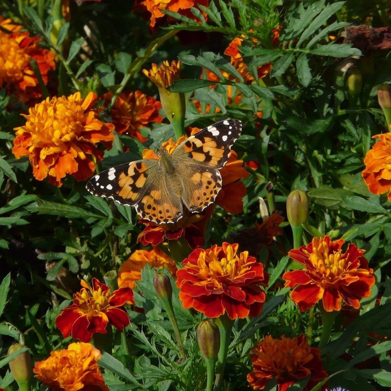 Fragrant Marigold Seeds – Petite Mixture for All Seasons, 200 Non-GMO Seeds