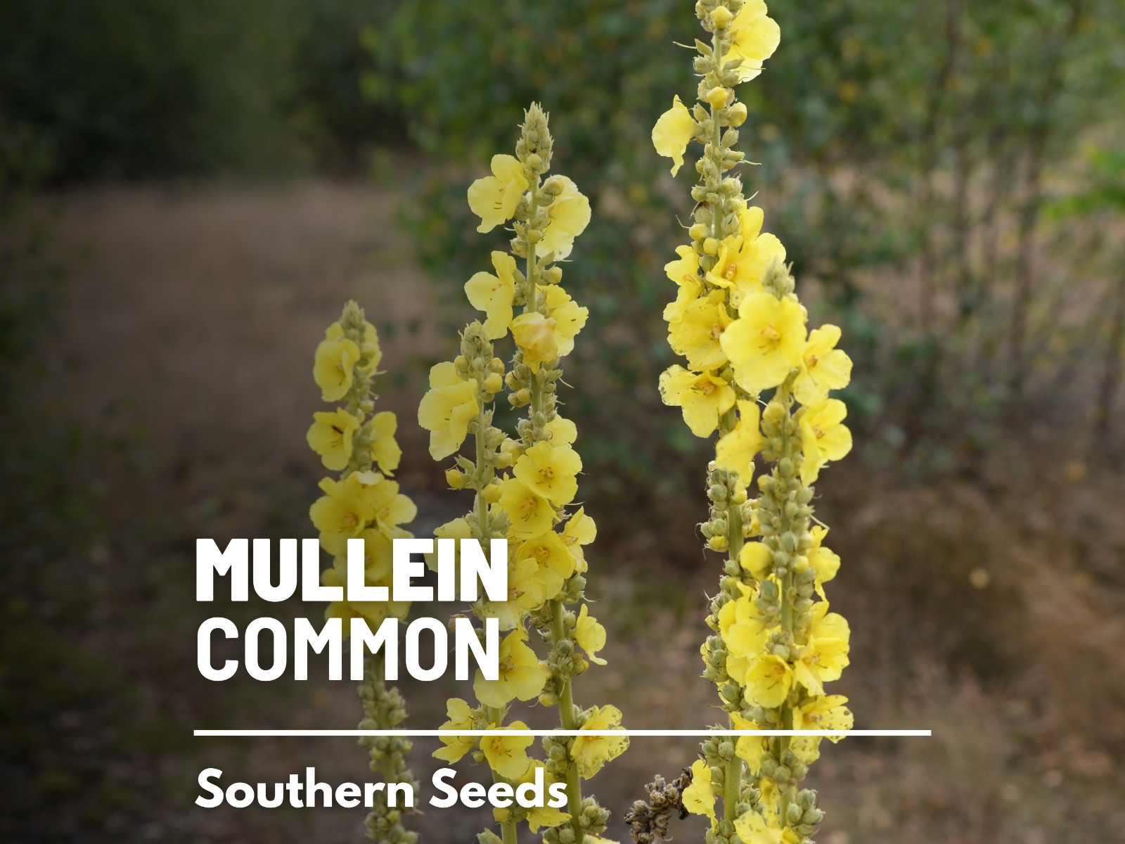 Mullein, Common – Heirloom Seeds – Medicinal Herb Seeds – Non-GMO (Verbascum tha