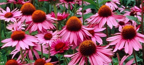 Echinacea Purple Coneflower, organically grown, qty 100 seeds, DEER RESISTANT!
