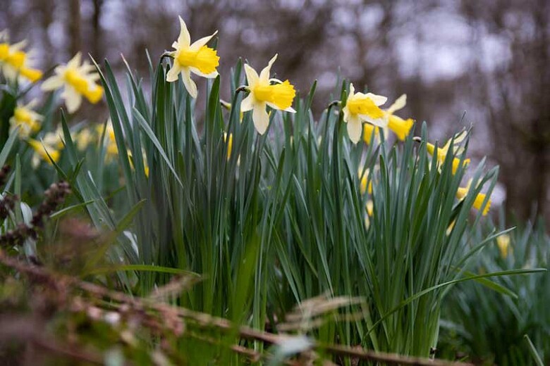5 Wild Daffodil bulbs “Lent Lilly” **Pre Chilled for Indoor Forcing