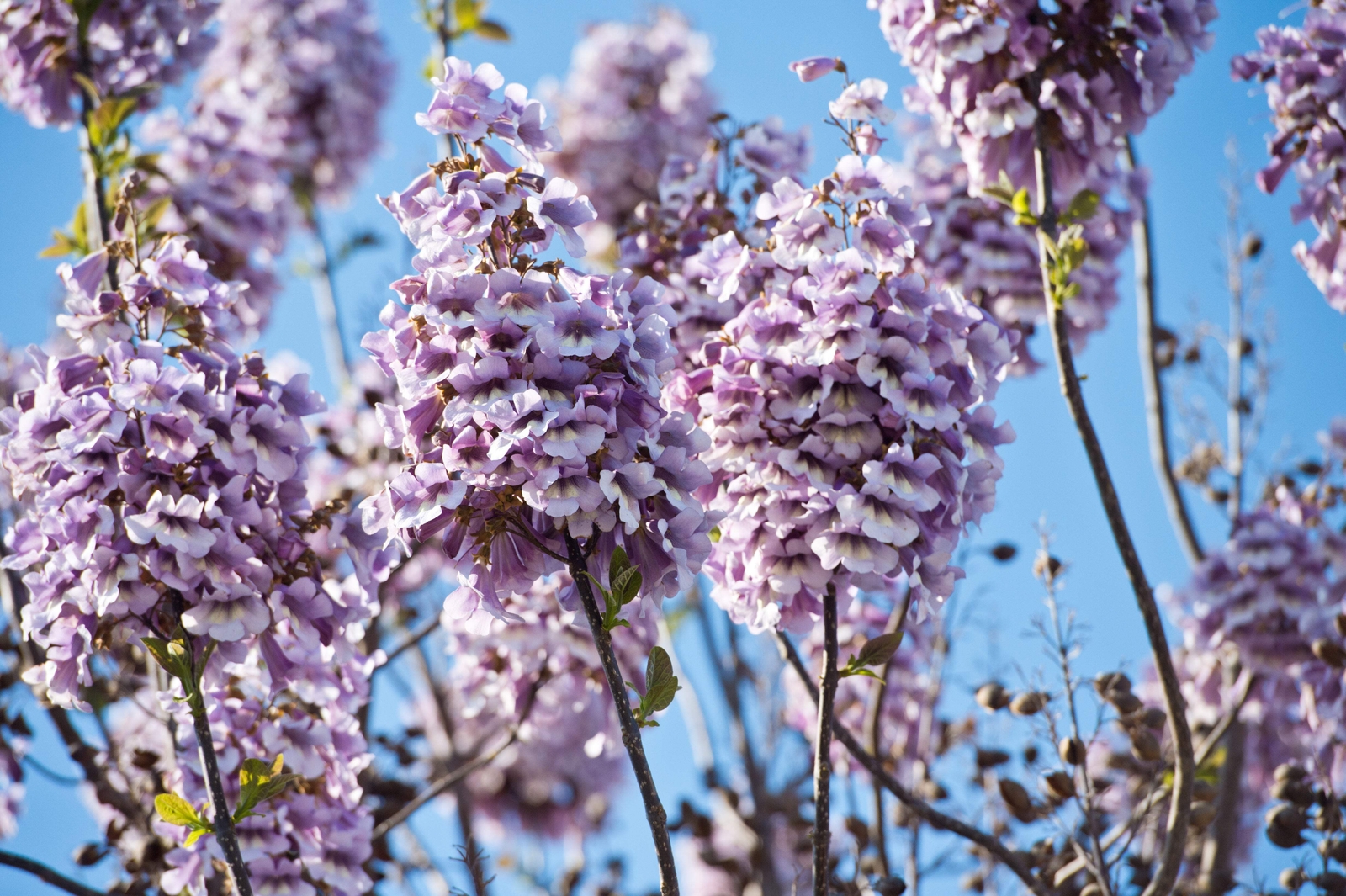 400 ROYAL PAULOWNIA EMPRESS TREE Tomentosa Flower Seeds Seeds *Flat S/H