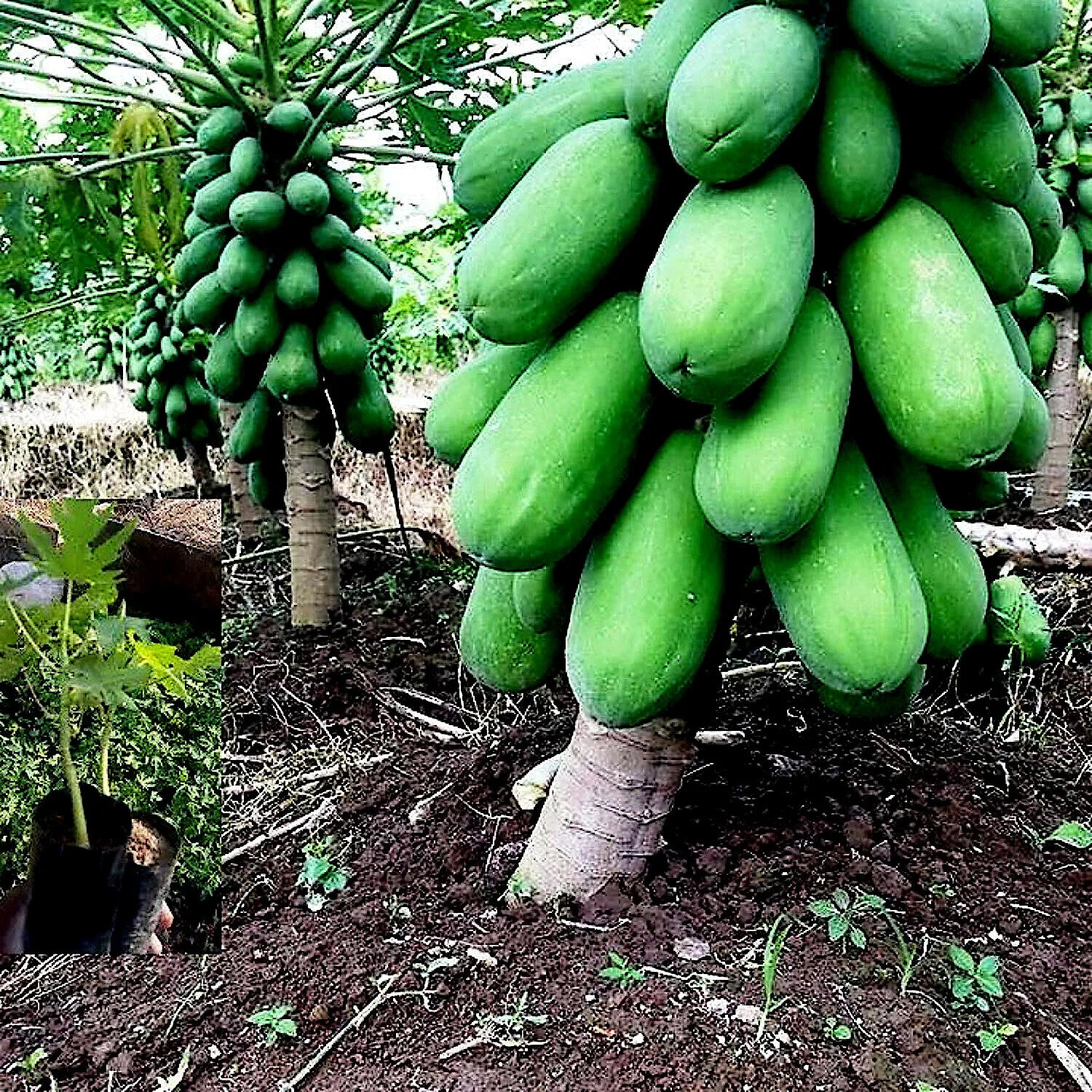 40 RARE “Dwarf Solo Waimanalo Tree Seeds” (Carica Papaya) Fast Fruit Houseplant