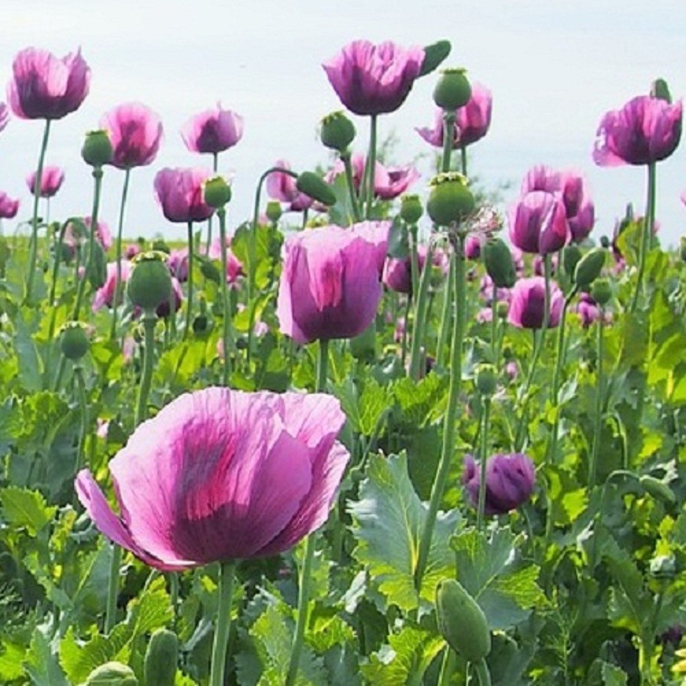 10,000 Authentic Untreated Imported Hungarian Papever Somniferum Poppy Seeds