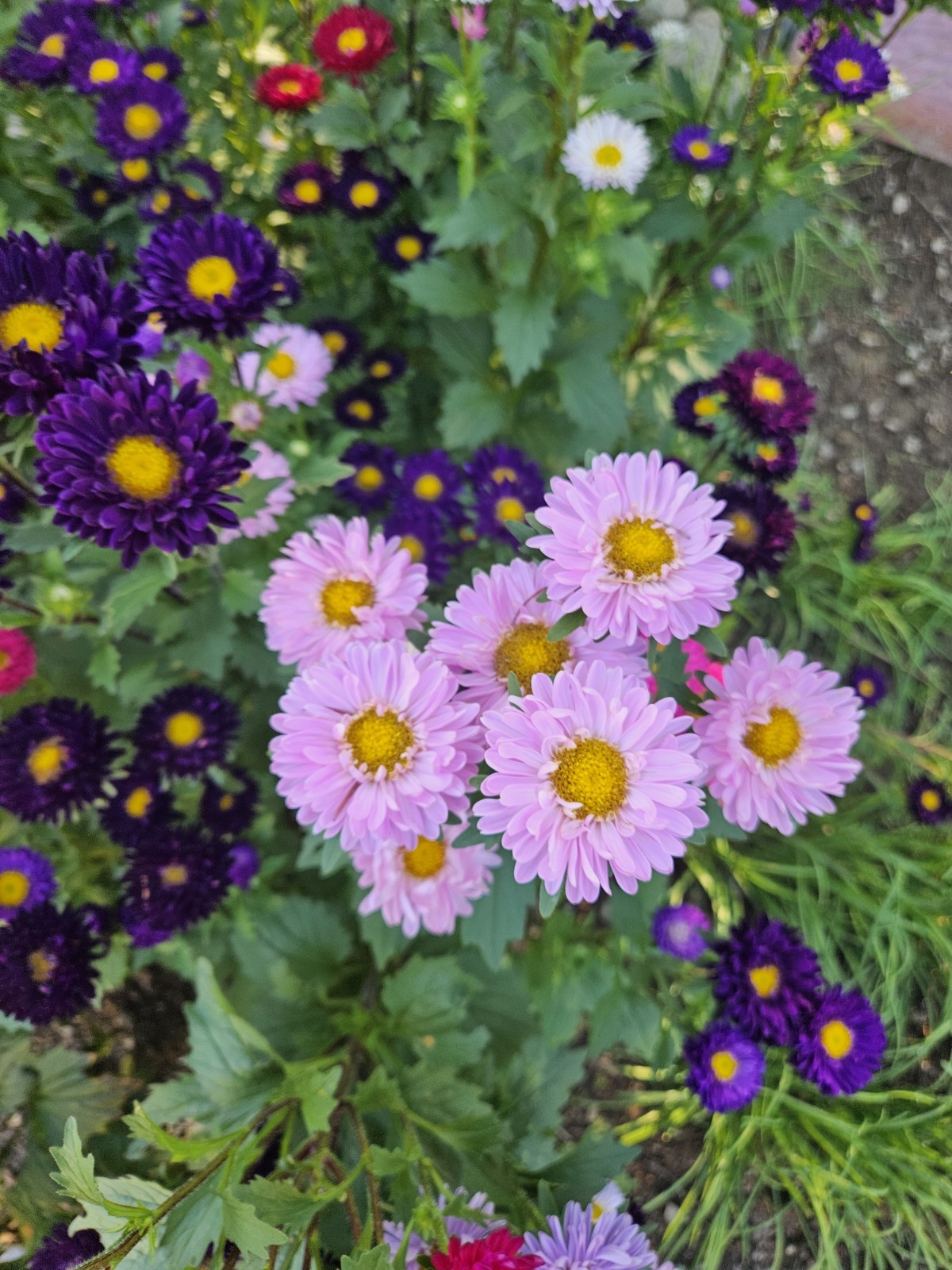 China Aster Seeds- 400+ Single Mix Flower Mixed Colors: Shades Of Pink & Purple