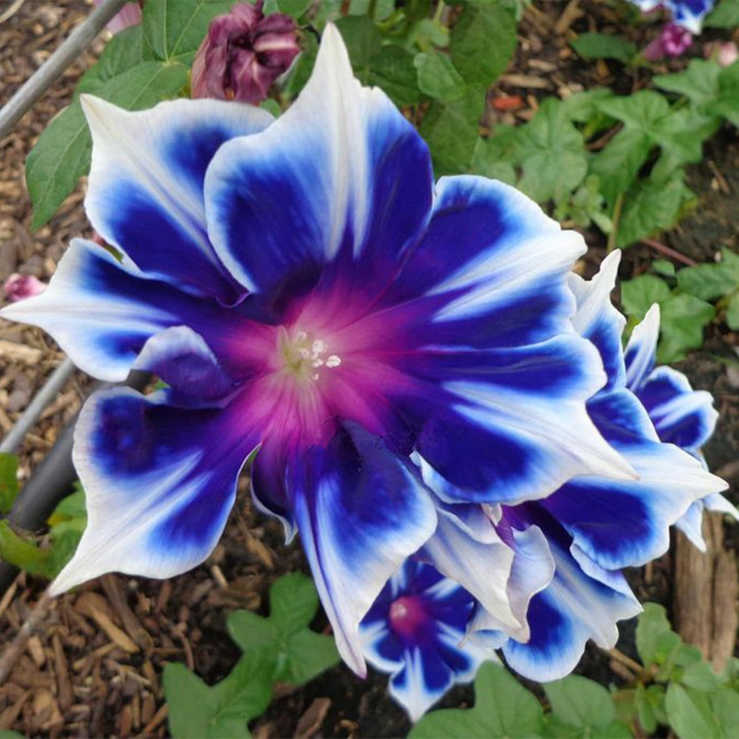 100Pcs/Pack Morning Glory Seeds Beautiful Perennial Flowers Seeds for Garden Qc�