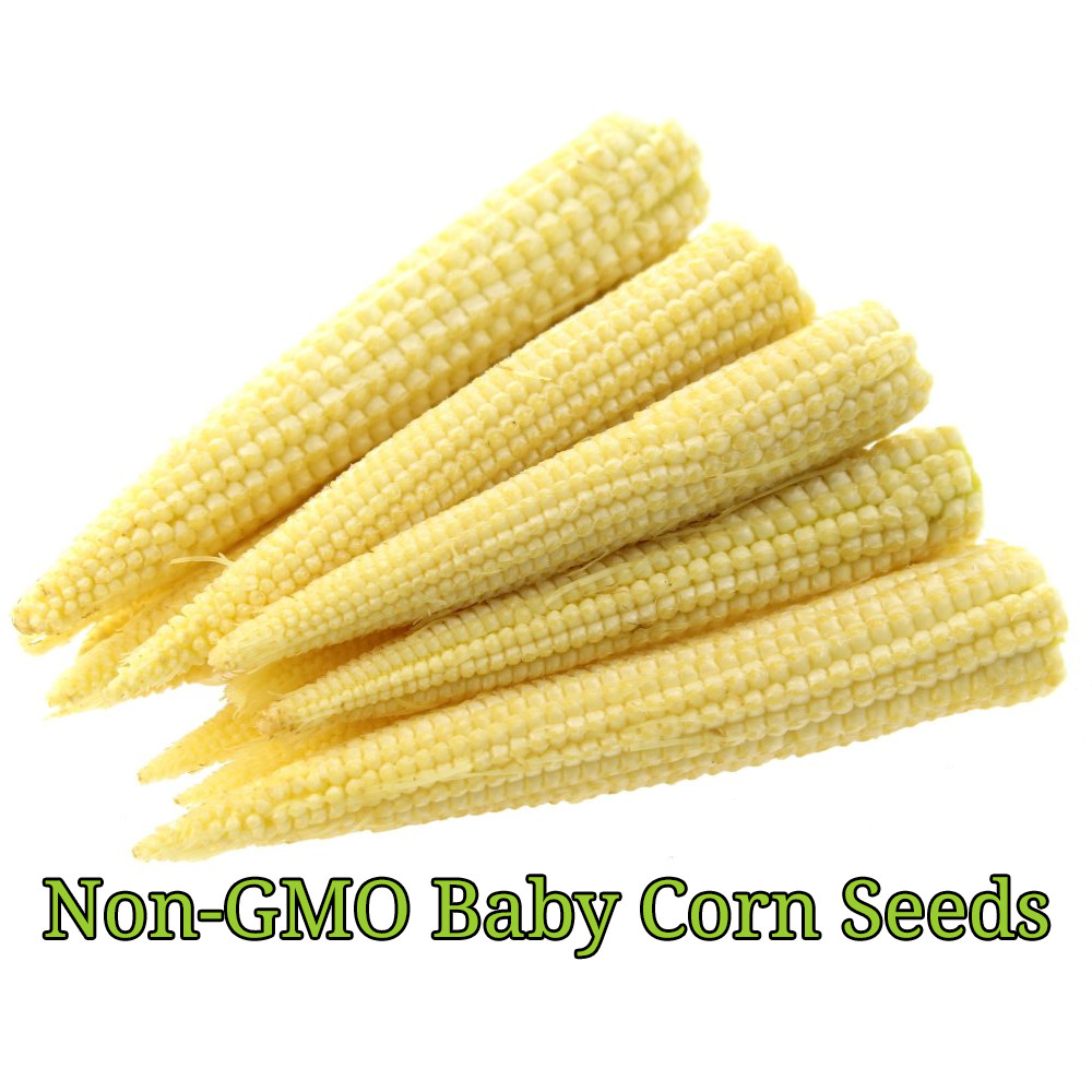 Baby Corn Seeds for Pickling | Non-GMO | Heirloom | Fresh Garden Seeds