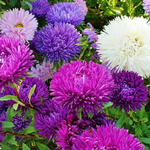 Aster TALL DOUBLE GREMLIN Mix 30″ Cut Flowers Sun/Part Shade Non-GMO 200 Seeds
